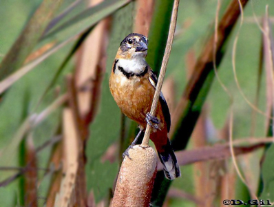 DOMINÓ (Sporophila collaris)  - (Macho) Bañado de los indios-ROCHA (Abril 2010)